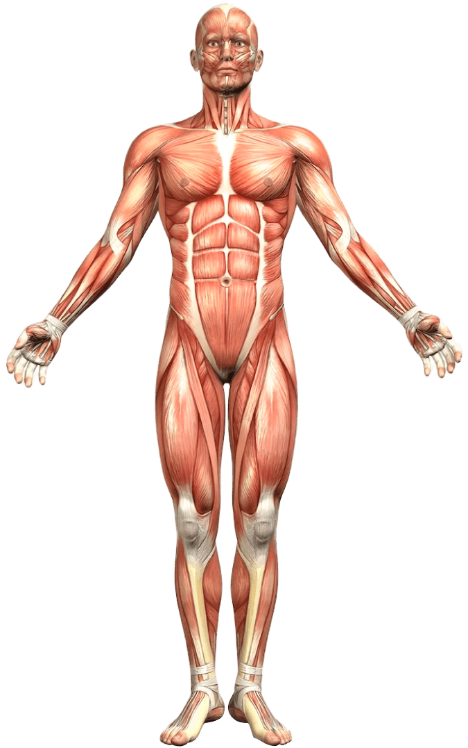 What You Need to Know: Muscle Health for Increased Strength, Stamina and Recovery