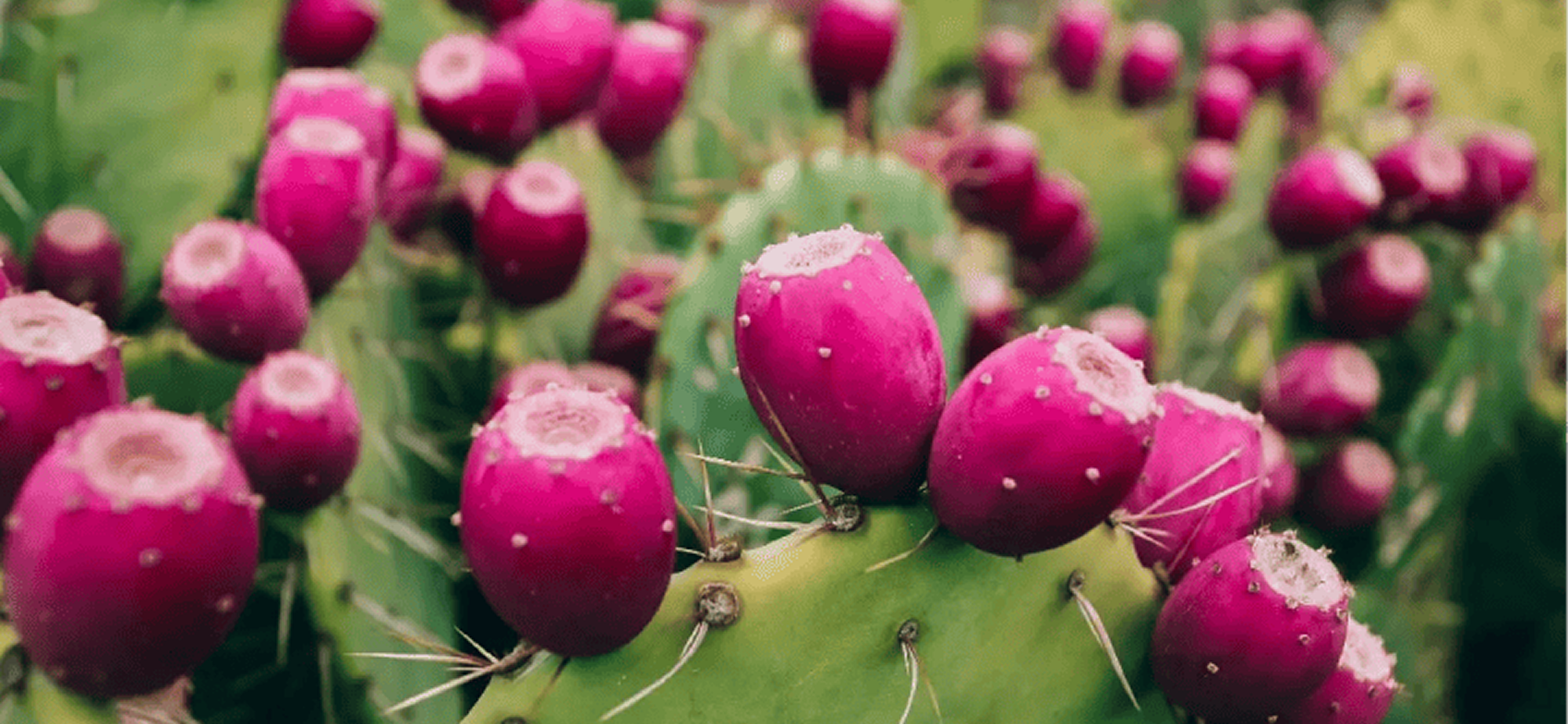 A Plant with a Purpose to Heal