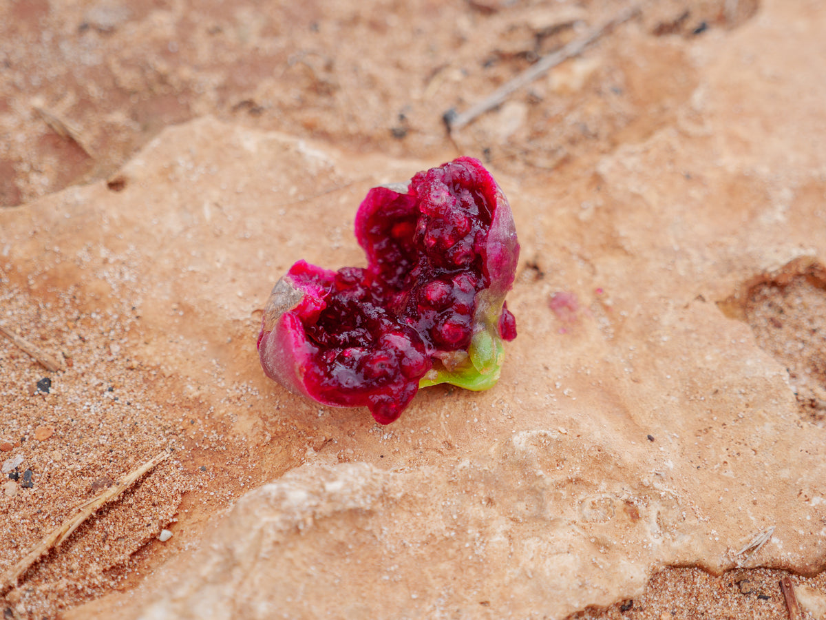 Ripe nopal cactus fruit at harvest