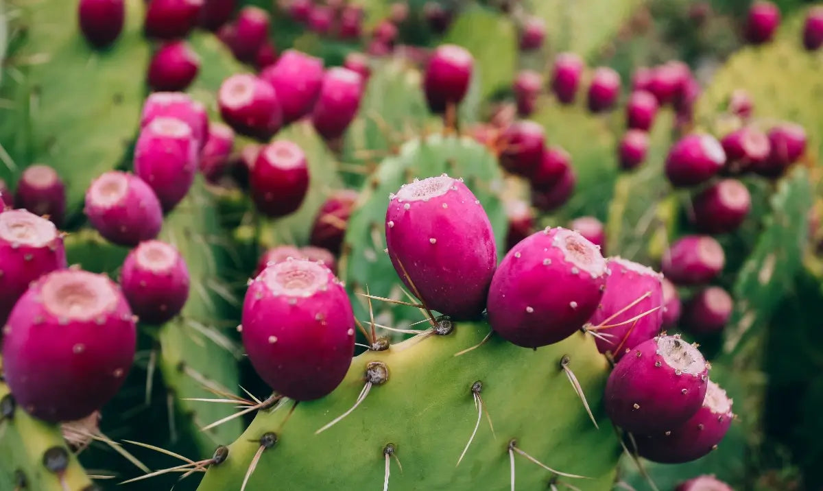 Nopal cactus growing wild in the Sonoran Desert