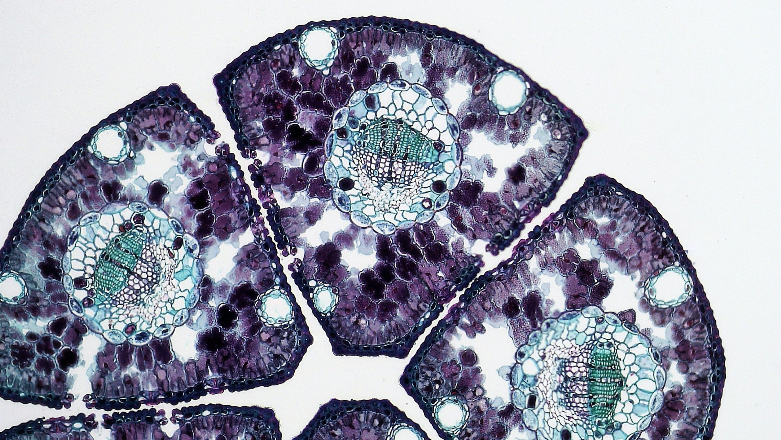 Mitochondria—The Key to Human Longevity