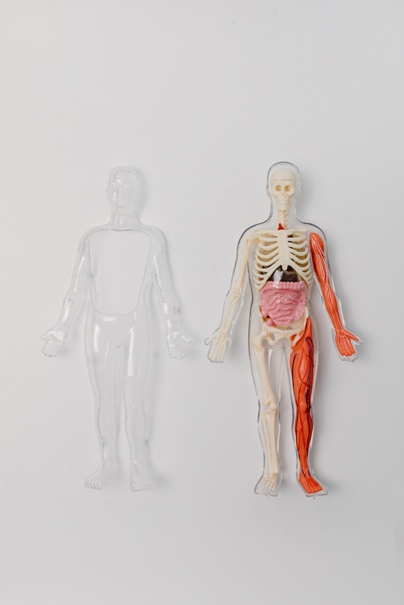 What is Homeostasis and Why Does it Matter to Me?