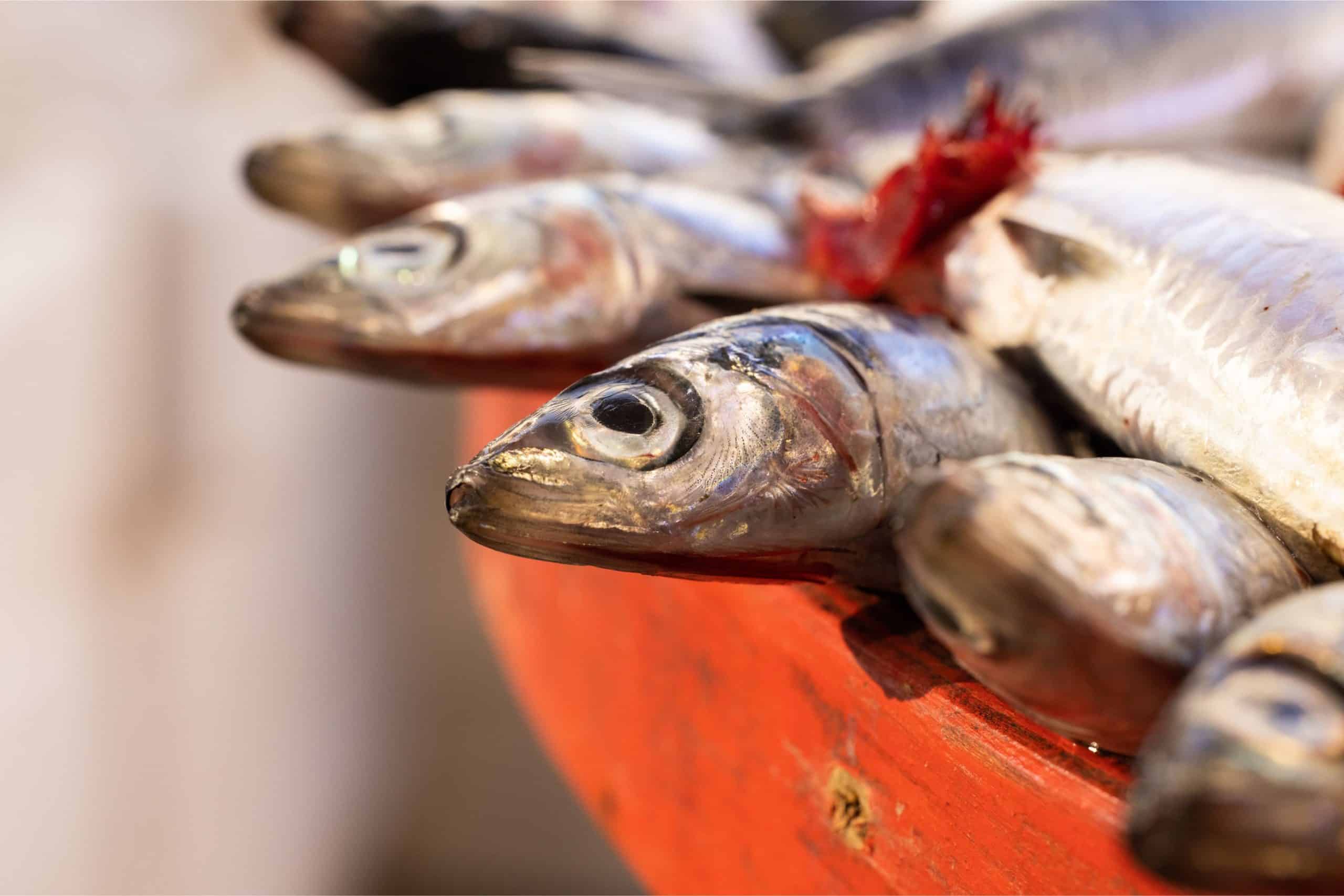 What's the Importance of Omega-3 Fatty Acids for Brain Health?