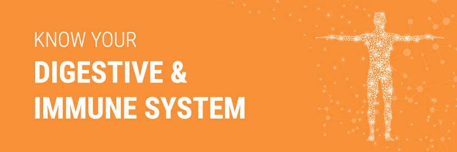 Know Your Digestive and Immune System