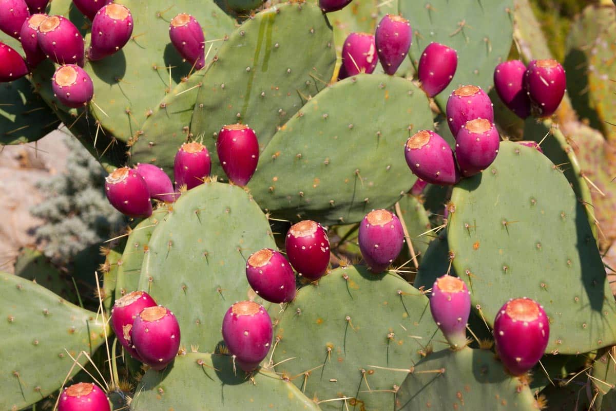 A Treasure from the Desert: The Nopalea Superfruit